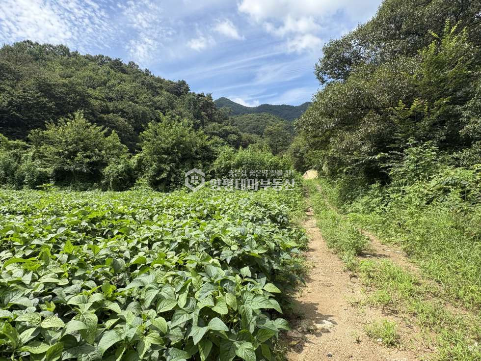 경기 양평군 양서면 청계리 생수계곡이 흐르는 청계리 프라이빗 전원주택지 평당80만 매매 매물번호 11220 사진 12