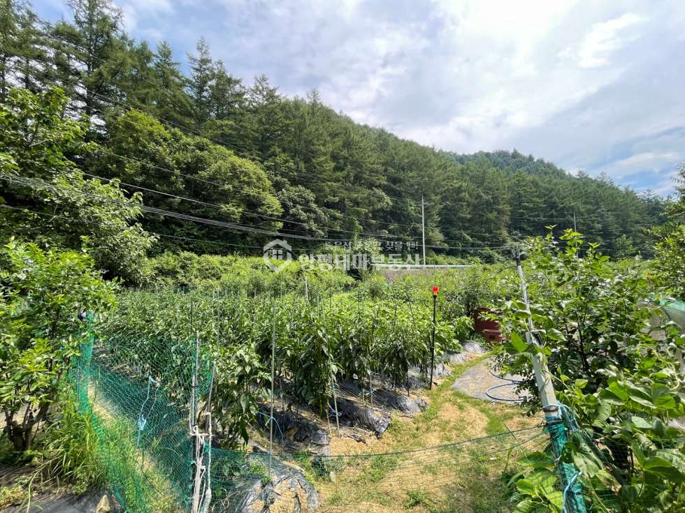 경기 양평군 청운면 가현리 [평당35만] 체류형쉼터.전원 주택건축 모두가능한 전체 개울접한 반값 토지 매매 매물번호 10456 사진 21